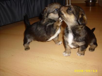 Jack Russel Mischlings Welpen