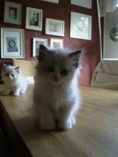 Reinrassige Ragdoll Kitten