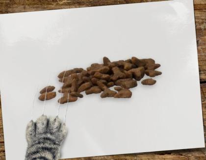 Katzen würden Ihr Futter Reico kaufen
