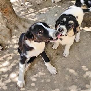 Domino sucht ein passendes Zuhause