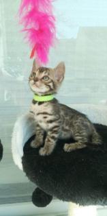 Reinrassige Bengalkitten mit Stammbaum Mini Leoparden