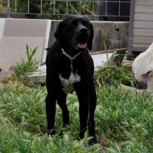 Zeus - ein typischer englischer Pointer