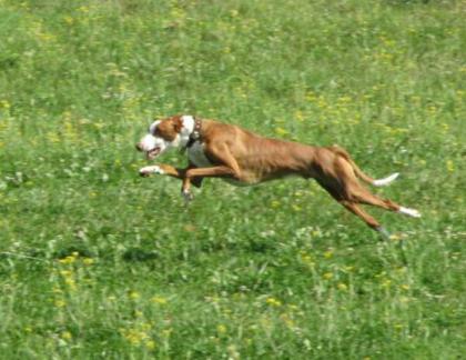 Podenco Ibicenco welpen