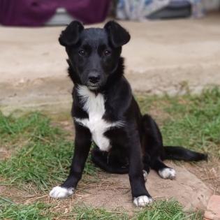 Rajani / Status sucht ein Zuhause
