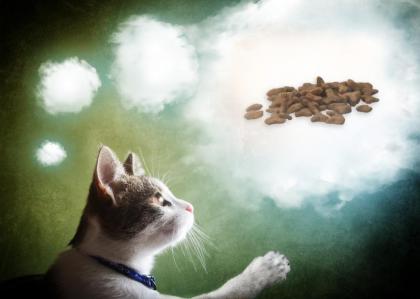 Katzen würden Ihr Futter Reico kaufen