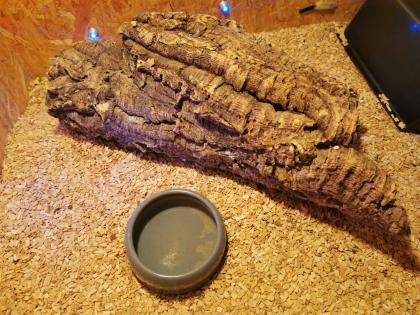Verkaufe meine 2 Königspythons mit Zubehör