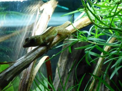 Anolis Oculatus Montanus
