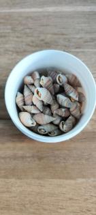 Wildlife futter Seasnails Futterschnecken