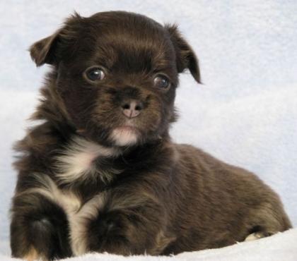 Süsse und sehr typvolle Chihuahua Langhaar Babys suchen
