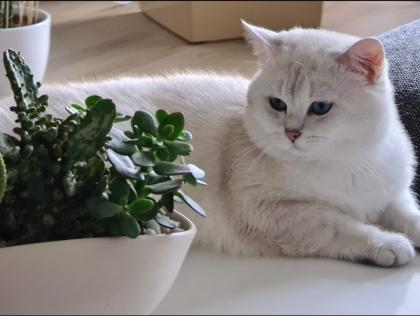 Deckkater BKH mit Stammbaum