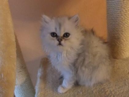 Perserkatzen Babys