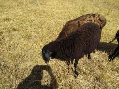 Hissar - Fettsteiß - Schafe Bock Nutztiere