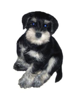 Zwergschnauzer schwarz/silber Welp-Rüde