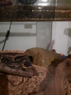 Königspython mit Terrarium