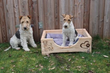 Drahthaar Foxterrier Welpen.