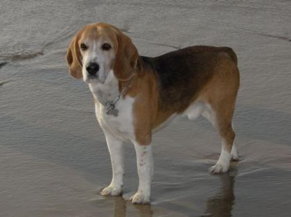 Beagle-Rüde, 6 Jahre, kastriert, BH-geprüft, sehr umgänglich