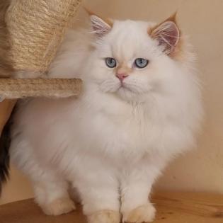 British langhaar, BLH Kitten, Kätzchen