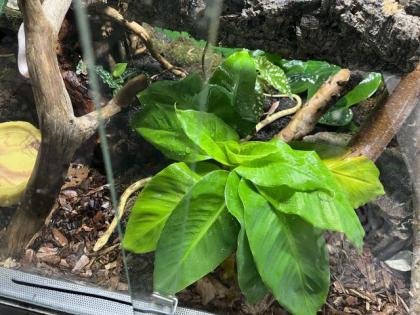 Kornnattern mit Terrarium
