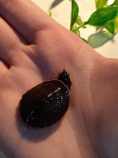 Wasserschildkrötennachwuchs zu verkaufen