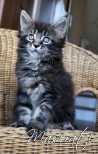 Zauberhafte Maine Coon Kitten abzugeben