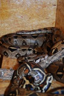 Boa Constrictor Imperator Pärchen von 2021