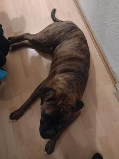 Monty Lieber Hund