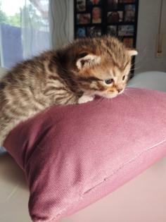 BKH Mix Kitten Preis gilt pro