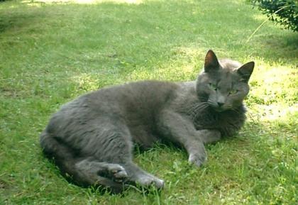 Seit dem 11. 07. 2021 grauer Kater