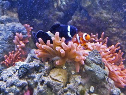 Salzwasseraquarium Auflösung