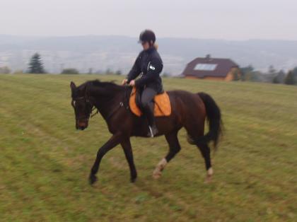 Hübscher Wallach sucht nette Reitbeteiligung