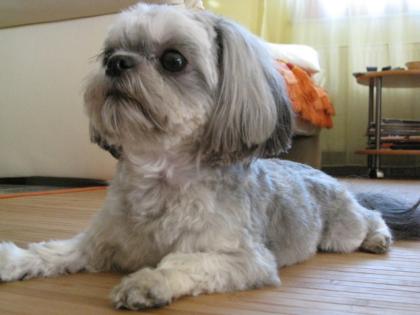 Shih - Tzu Lucky männlich, 2Jahre sucht Sie.