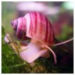 Suche Farbige Apfelschnecken