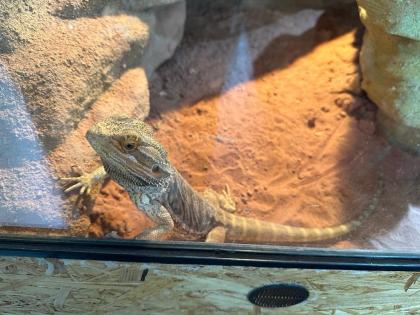 Bartagame mit Terrarium