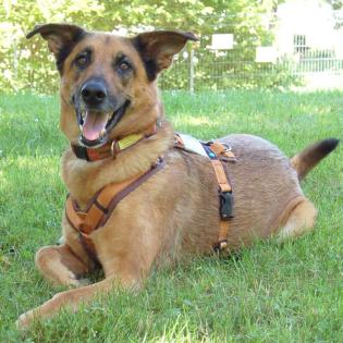 Amy-Ma - weiblich 7 Jahre 59 cm 31 kg Mali-Schäferhund-Mix Gechipt Nicht kastriert