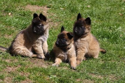 Belgiqsche Schäferhunde Tervueren