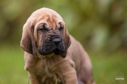 Bloodhound Welpen reinrassig mit Papiere / keine Inzucht Inzest Verpaarung