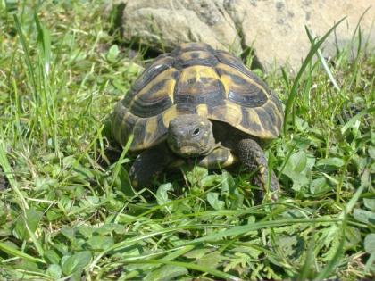 Griechische Landschildkröten THB, aus eigener Nachzucht, div. Jahrgänge
