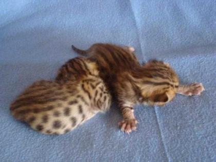 Bengal katzen Garten - zeitweise Kitten mit Papiere zu vergeben