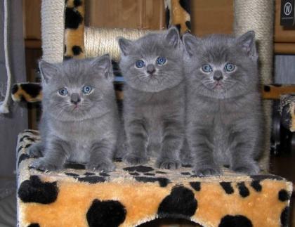 Reinrassige BKH-Kitten