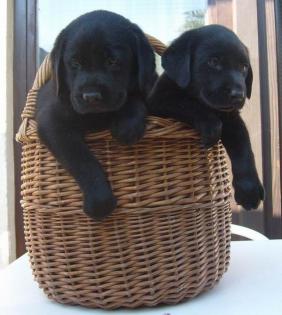 Wunderschöne Labrador Welpen 8 Wochen mit Papieren.
