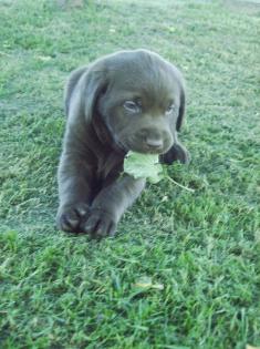 Labrador Welpen