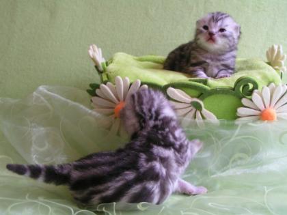 BKH Whiskas Kitten vom Silbertiger Deluxe