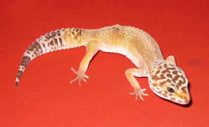 LEOPARDGECKOS FARBZUCHTEN anzugeben günstig