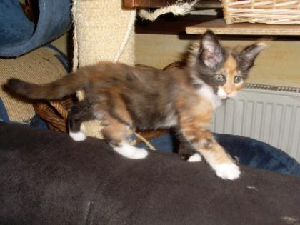 Maine Coon Kitten