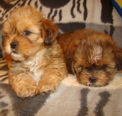 Süße Shih-Tzu Babys
