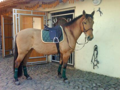 Liebe und zuverlässige Reitbeteiligung gesucht