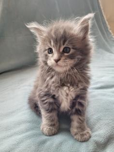 Maine Coon Kitten reinrassig