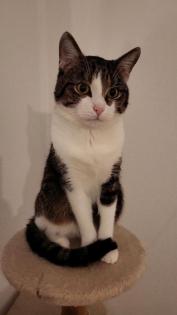 2 Ekh Katzen