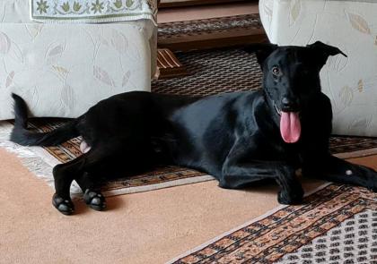 Malinois belgischer Schäferhund