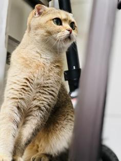 Scottish Gold Katze kater